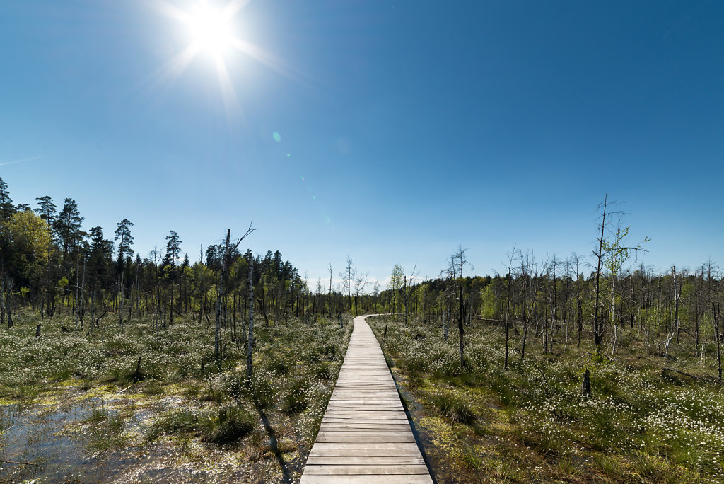 Dubrava swamp