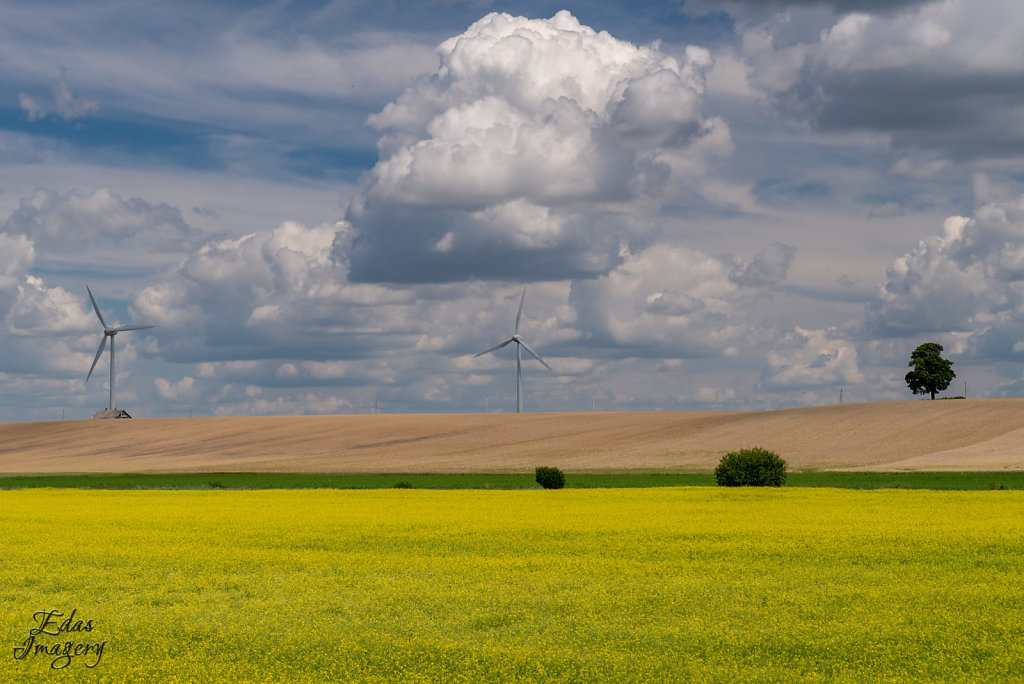 Windmills and rapeseed field