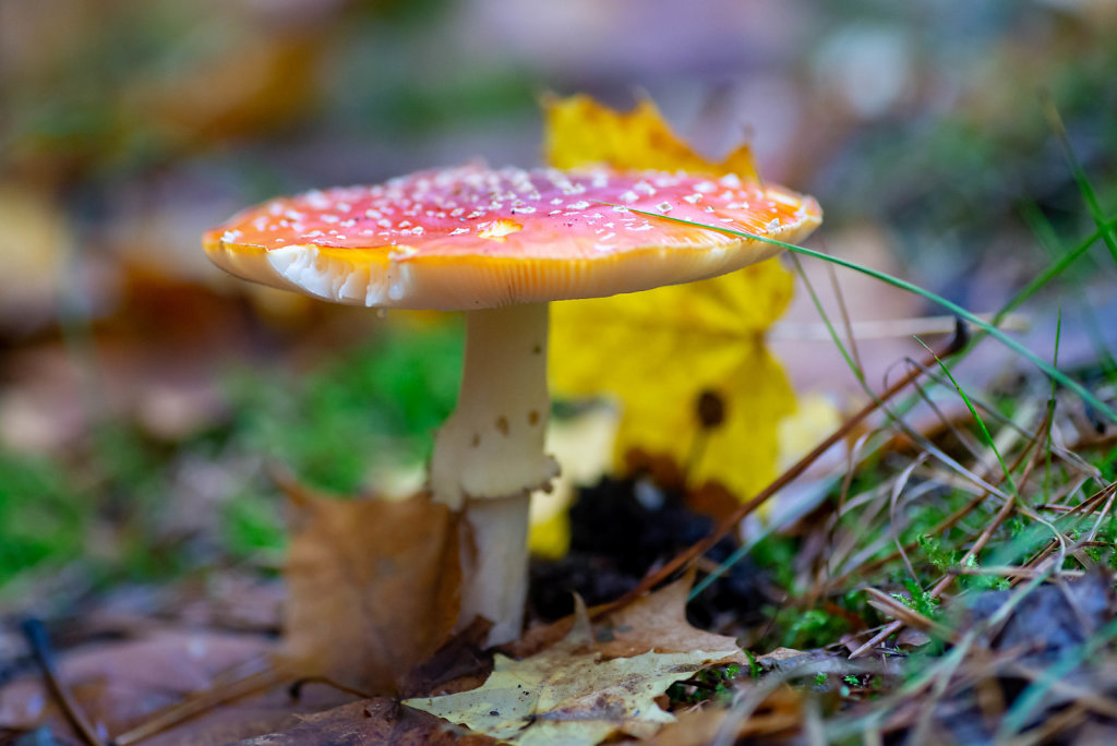 DSC-2126.jpg